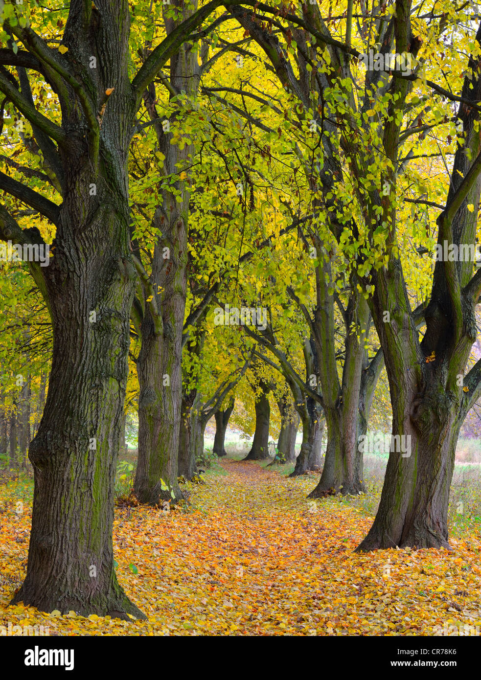 Poplar avenue with path in autumn, Black poplar (Populus nigra), Lower Franconia, Franconia, Bavaria, Germany, Europe Stock Photo