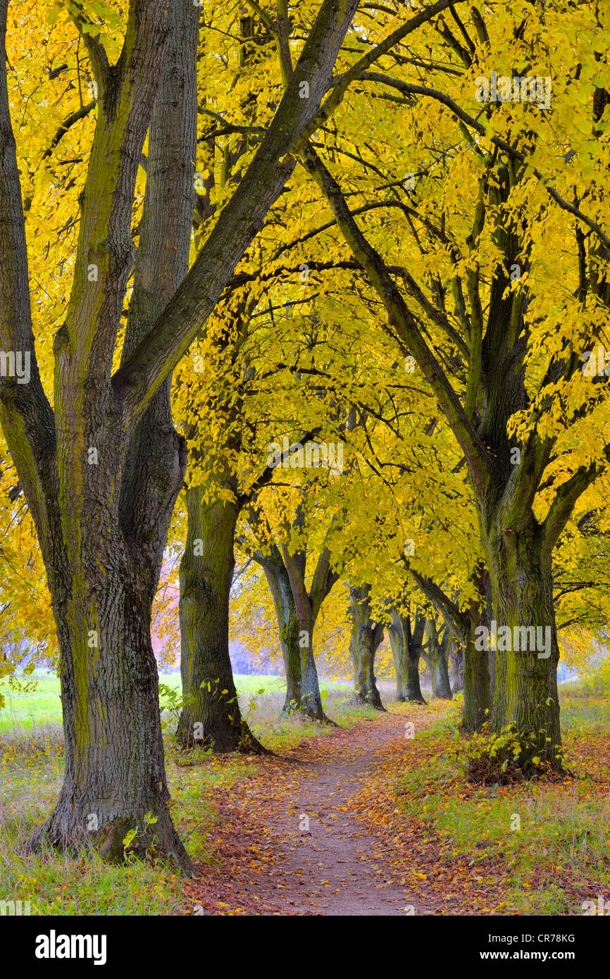 Poplar avenue with path in autumn, Black poplar (Populus nigra), Lower Franconia, Franconia, Bavaria, Germany, Europe Stock Photo