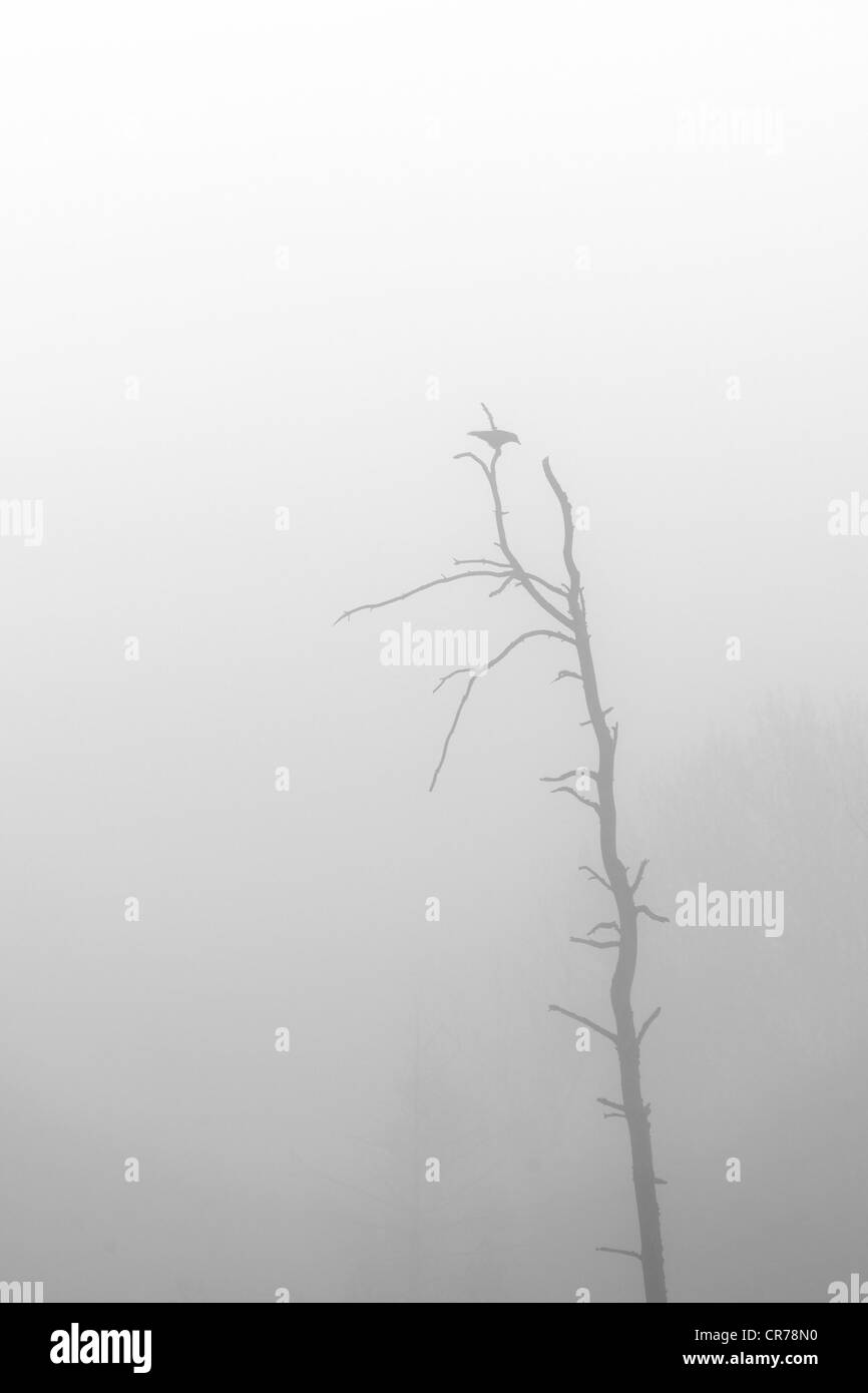Crow is sitting on a dead tree in the fog Stock Photo