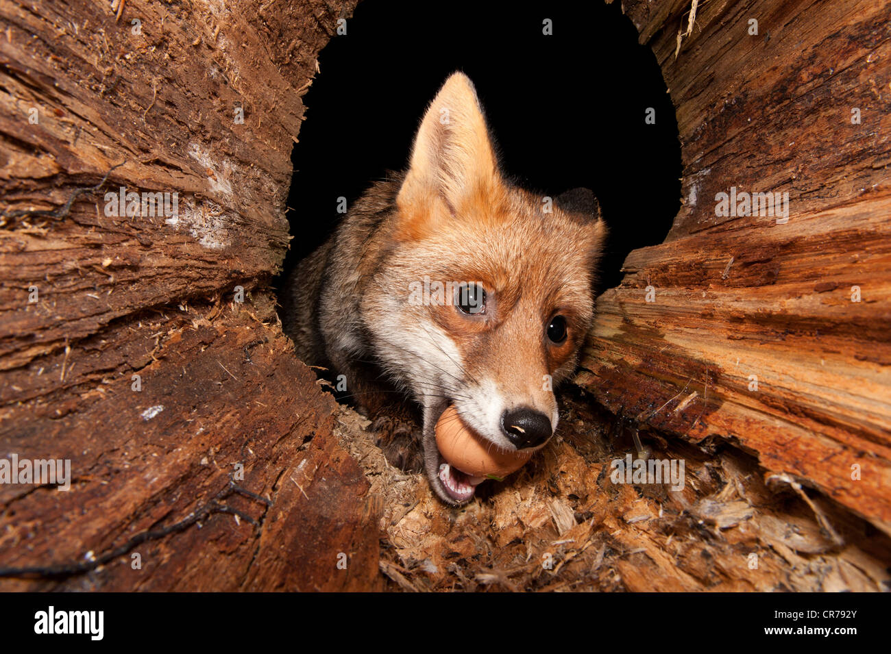 Red Fox (Vulpes vulpes) with an egg in its mouth Stock Photo Alamy
