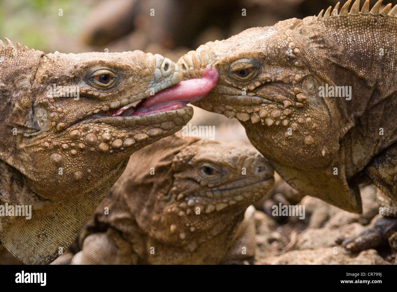 Iguana licks the face of another while a third Iguana watches Stock Photo