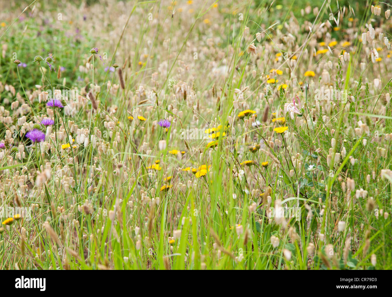 Wildflower meadow during summertime Stock Photo