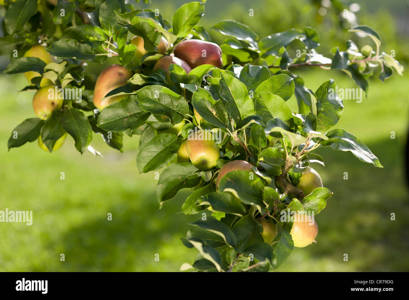 Austria, Styria, View of apple tree Stock Photo