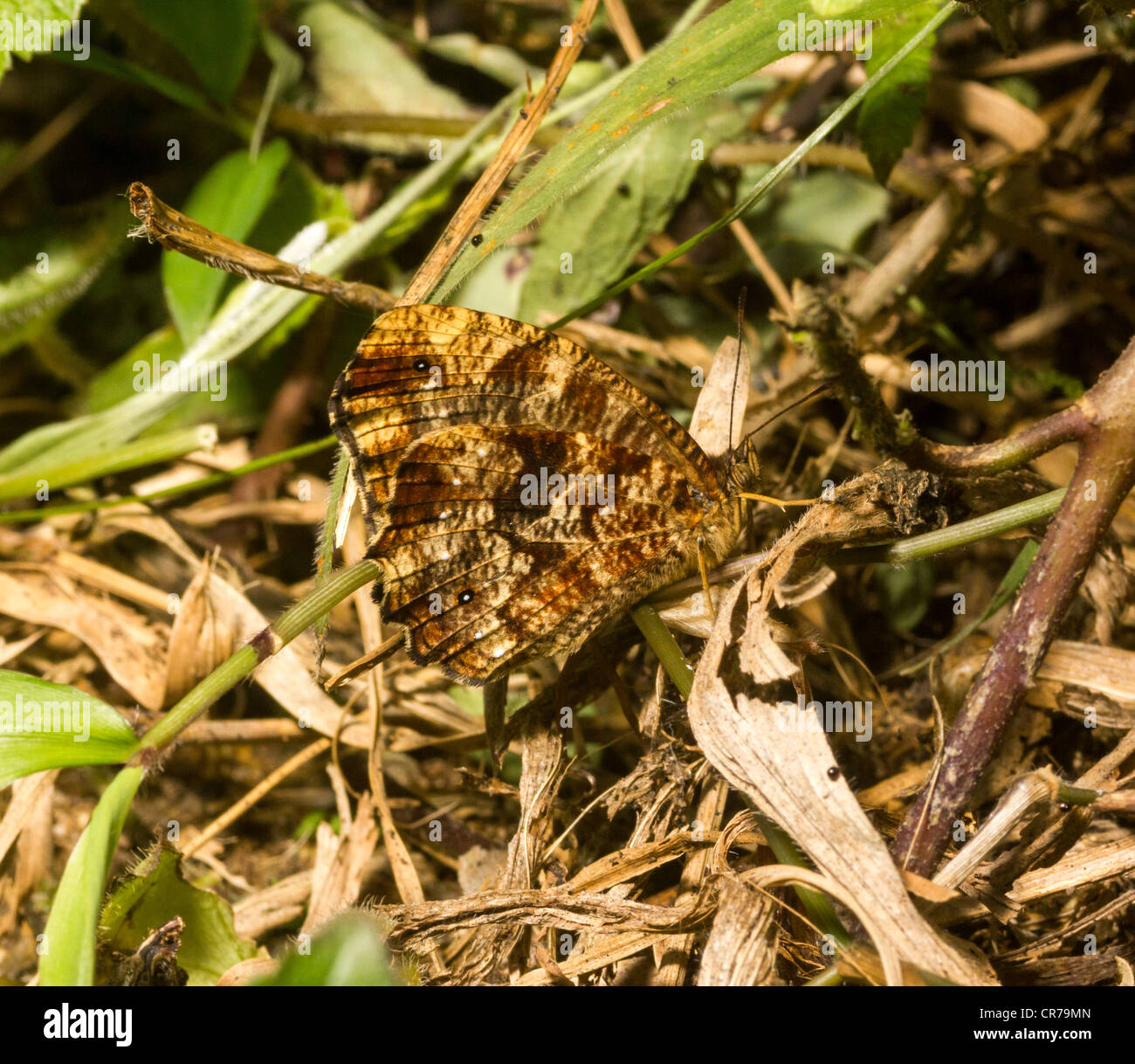 brown butterfly, probably Elymnias family, near Ranomafana National Park, Madagascar Stock Photo
