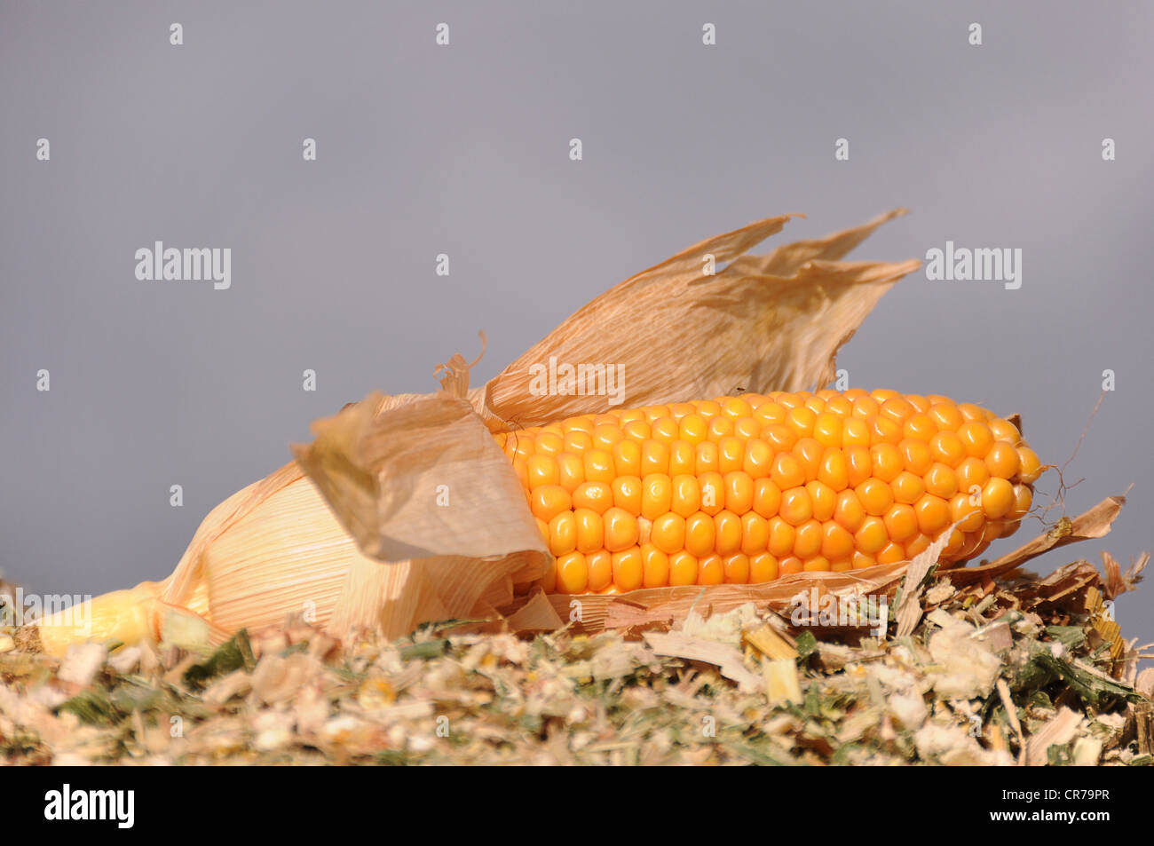 Harvested maize cobs hi-res stock photography and images - Alamy
