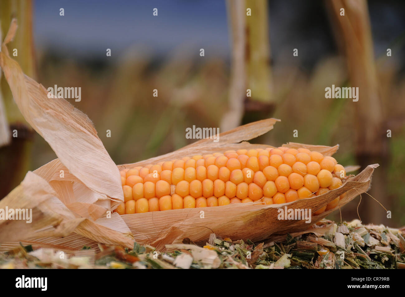 Corn cob, maize, corn (Zea mays Stock Photo - Alamy