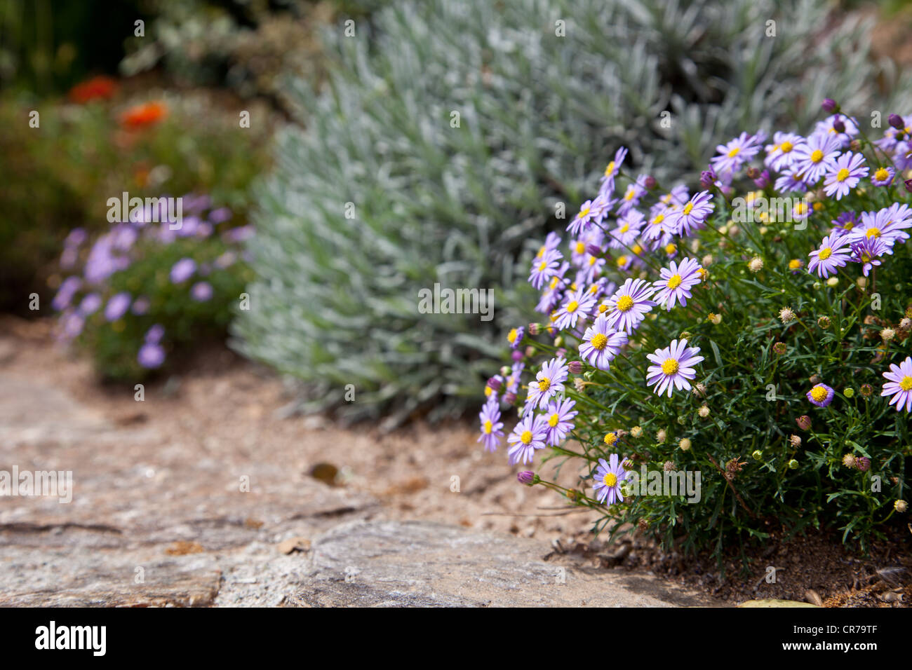 Flowers in rock garden Stock Photo