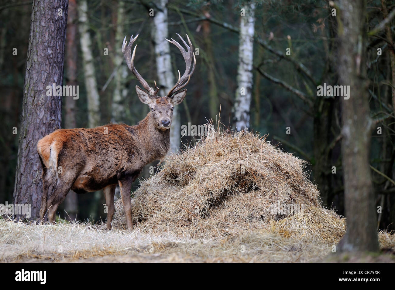 Red deer (Cervus elaphus), royal stag feeding on hay at winter feeding