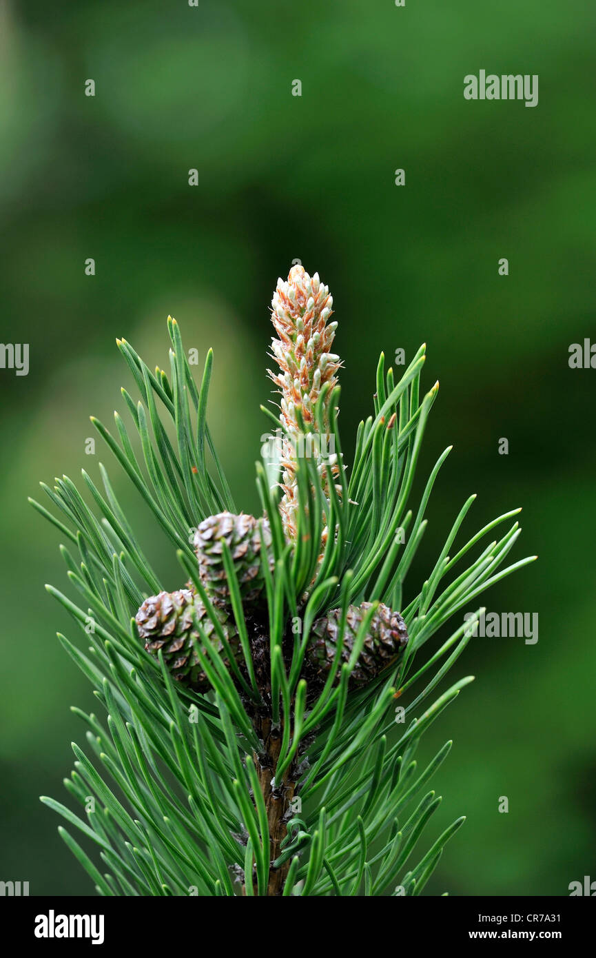 Shoots and cones of the Mountain Pine or Mugo Pine (Pinus mugo), Europe Stock Photo