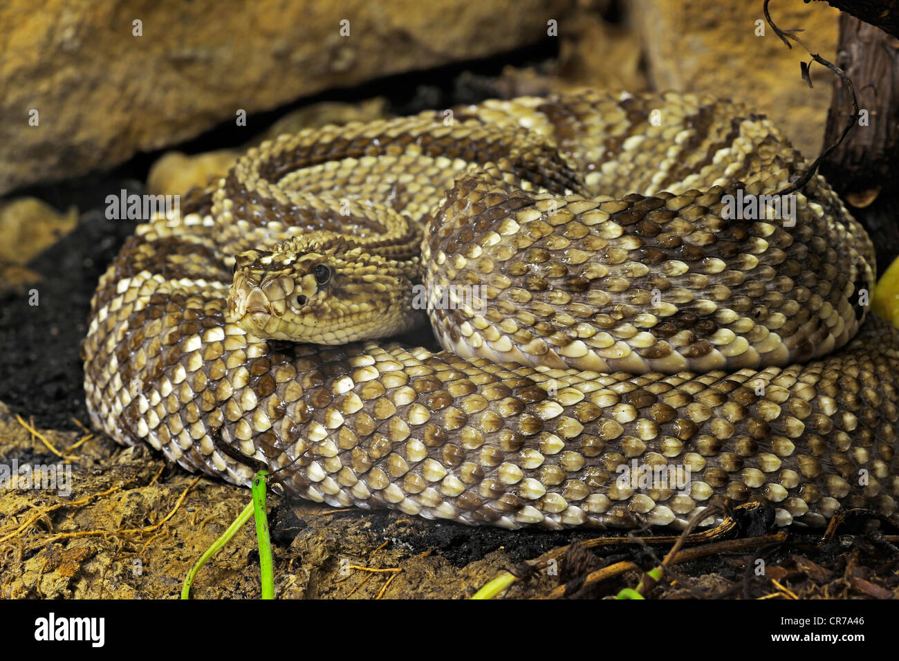 Tropical rattlesnake crotalus durissus hi-res stock photography and ...