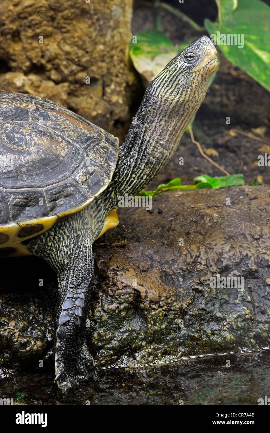 Chinese stripe-necked turtle (Ocadia sinensis, Mauremys sinensis), Asia Stock Photo