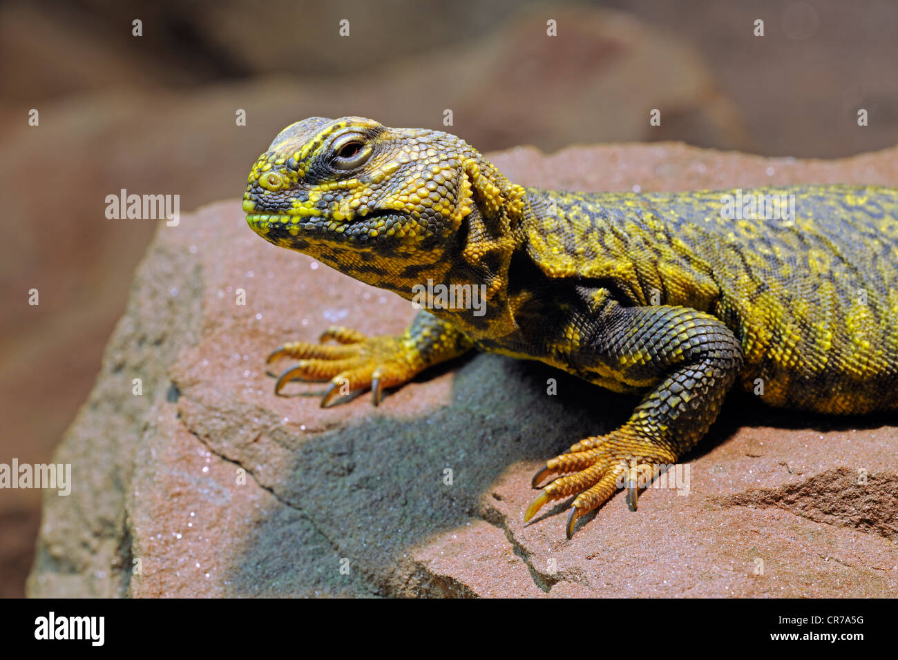 North African or Central Saharan Spiny-tailed Lizard (Uromastyx acanthurus), North Africa Stock Photo