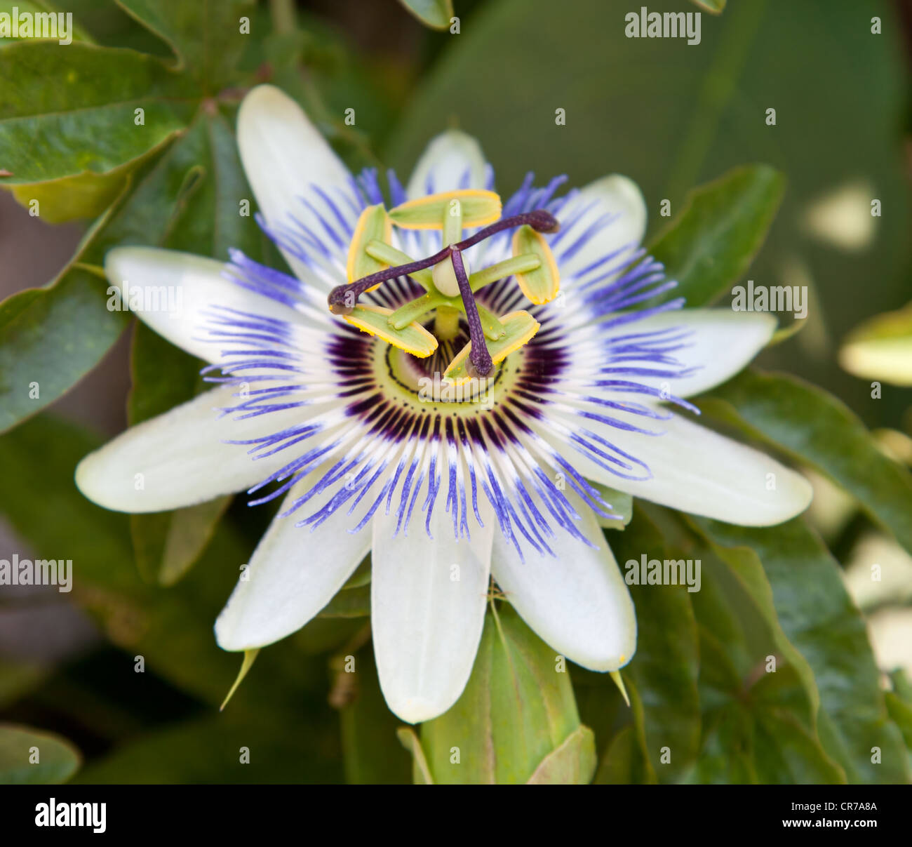 common passion flower - Passiflora caerulea Stock Photo