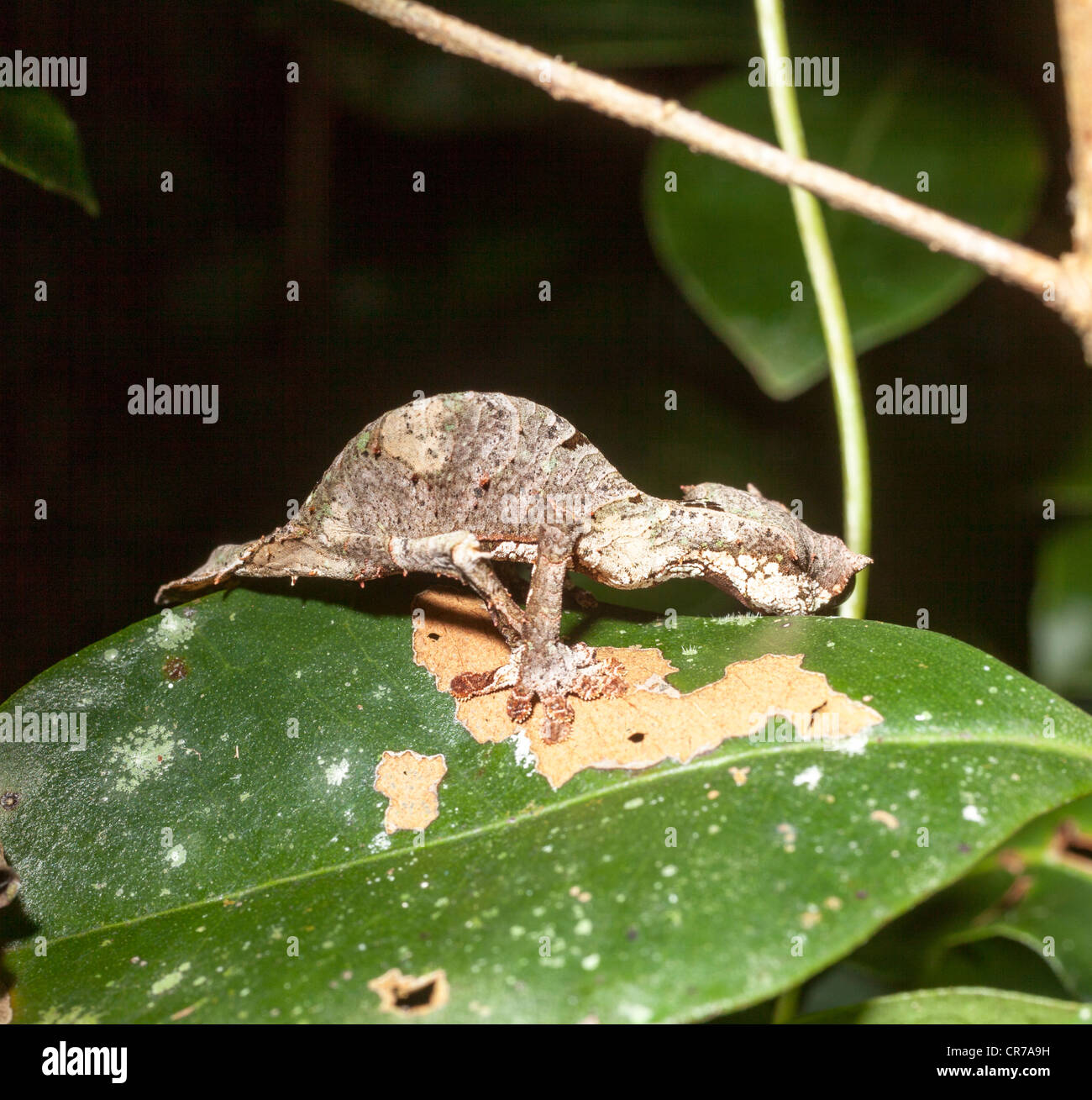 Uroplatus phantasticus, the Satanic Leaf Tailed Gecko, Ranomafana National Park, Madagascar Stock Photo