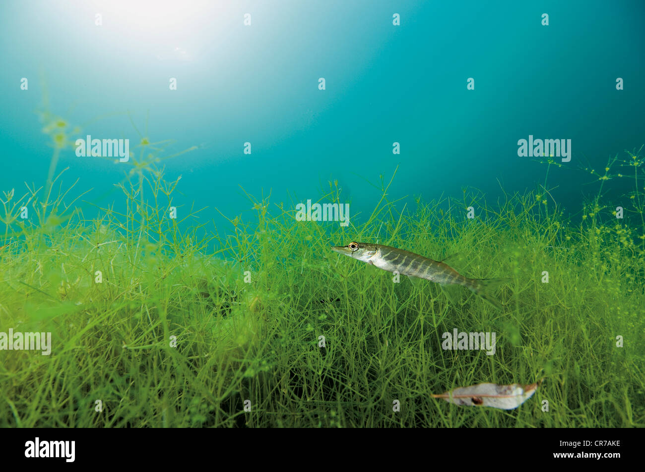 Northern pike in water with aquatic plants Stock Photo