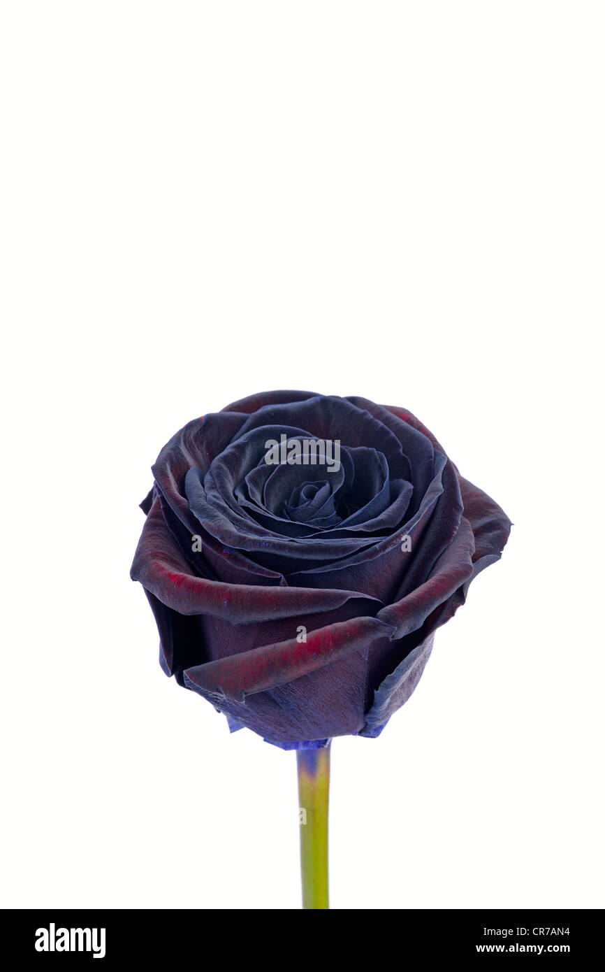 Purple, almost black Rose (Rosa Stock Photo - Alamy