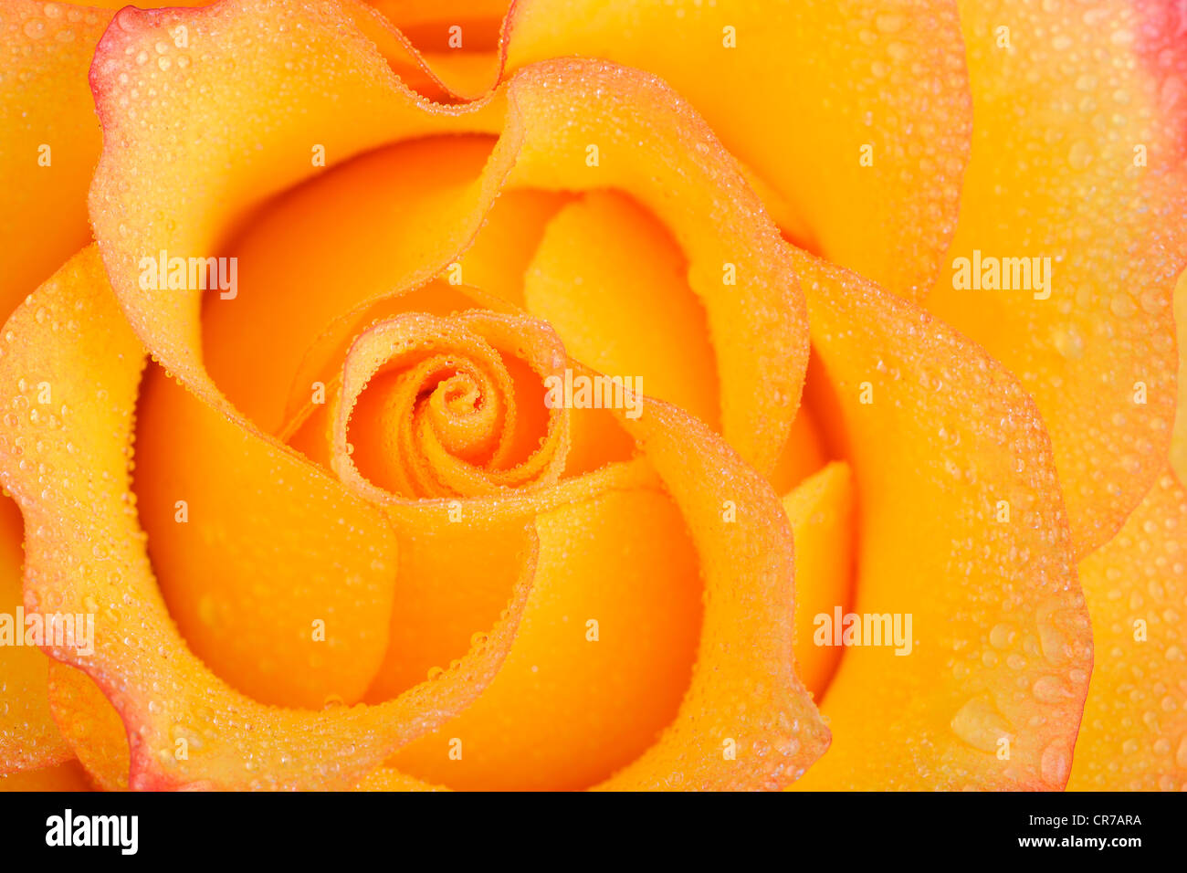 Yellow rose rosa dew drops hi-res stock photography and images - Alamy