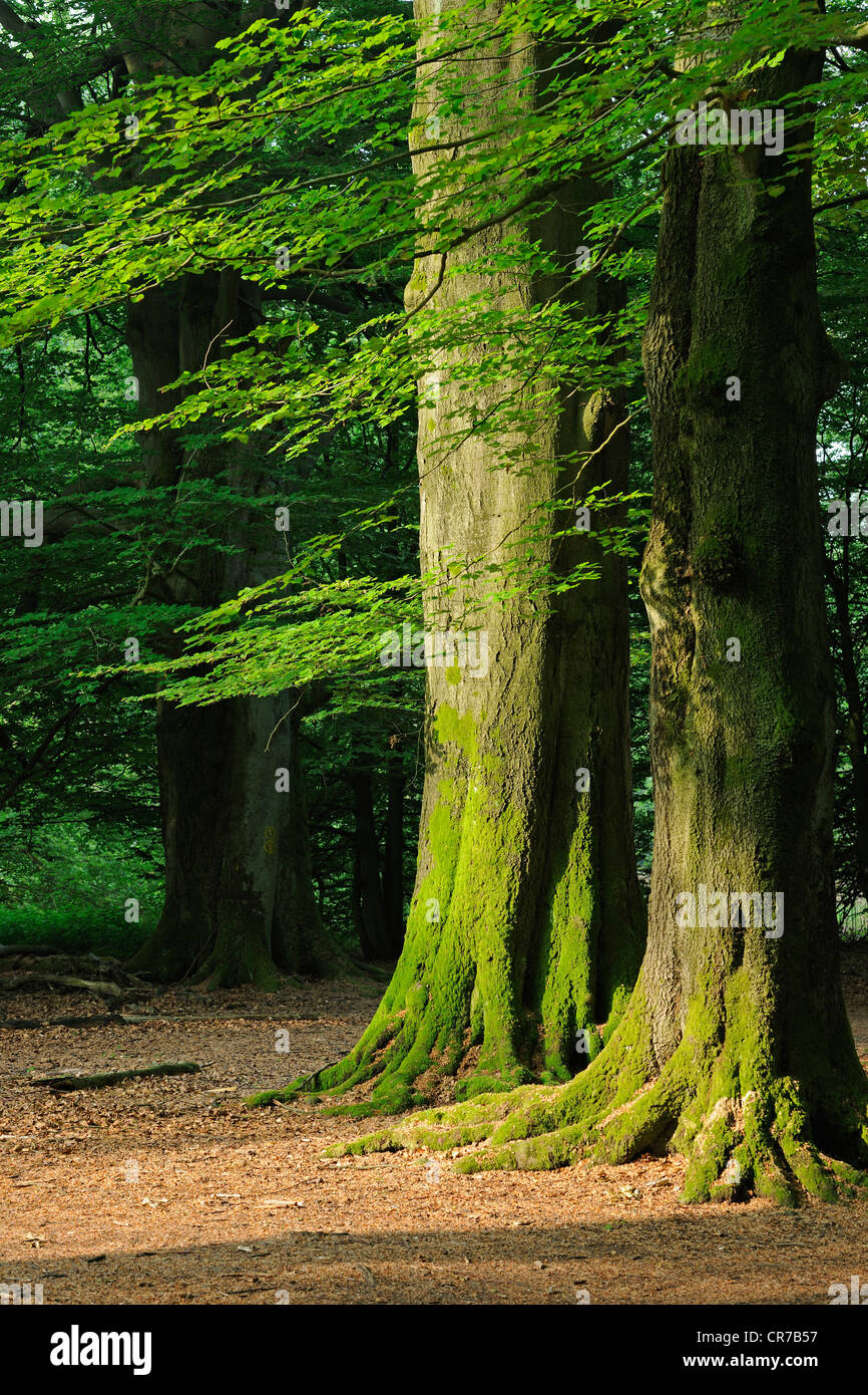 Old overgrown beech trees hi-res stock photography and images - Alamy