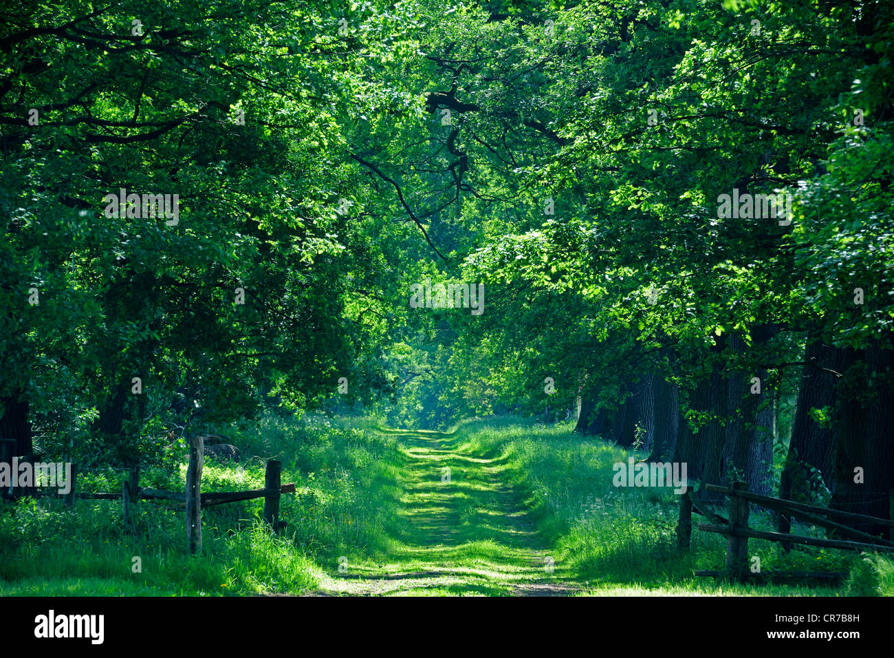 Idyllic avenue of old Oaks (Quercus), Hesse, Germany, Europe Stock Photo