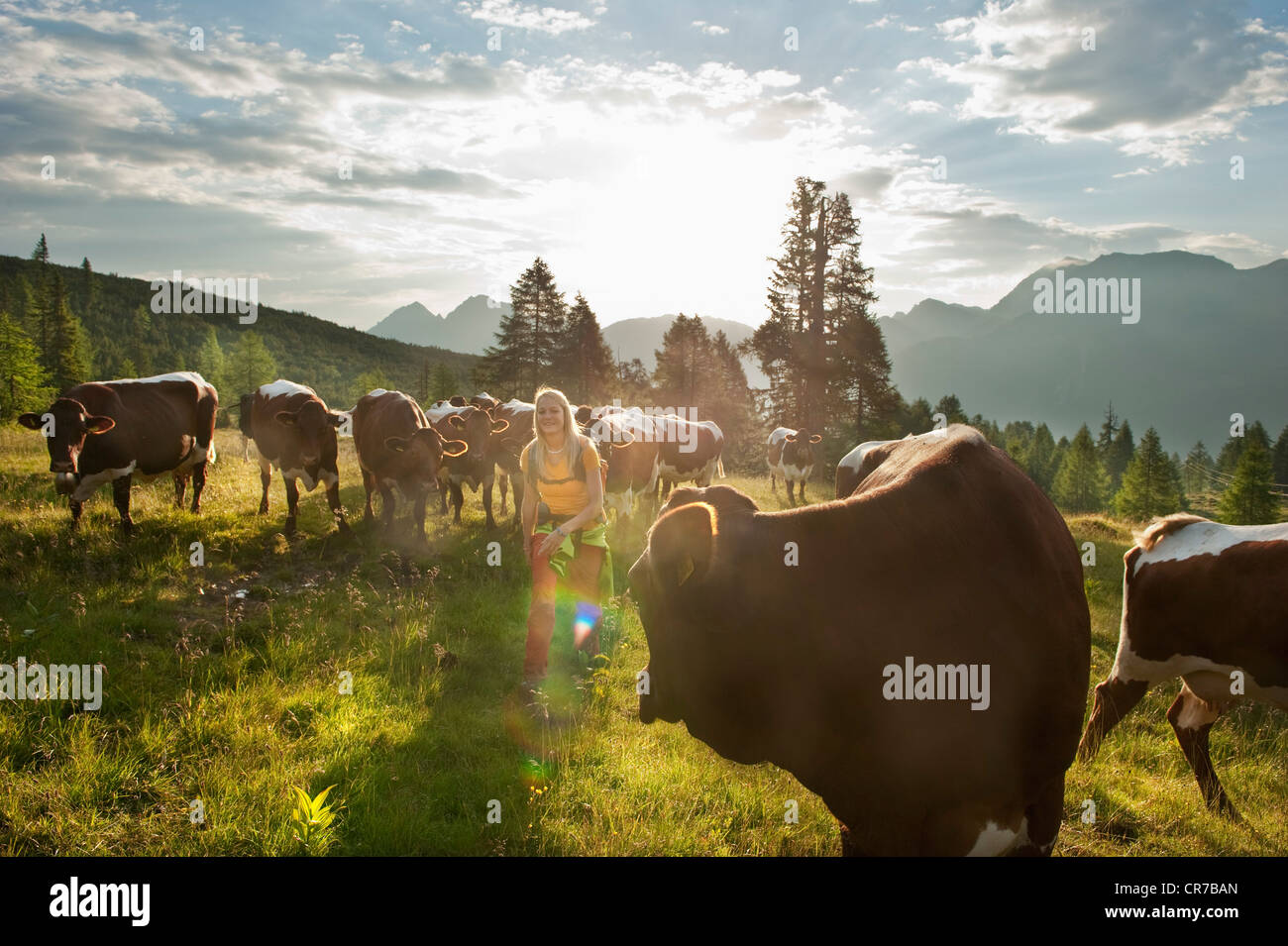 Image of a flock of cows in alps in summer Stock Photo - Alamy