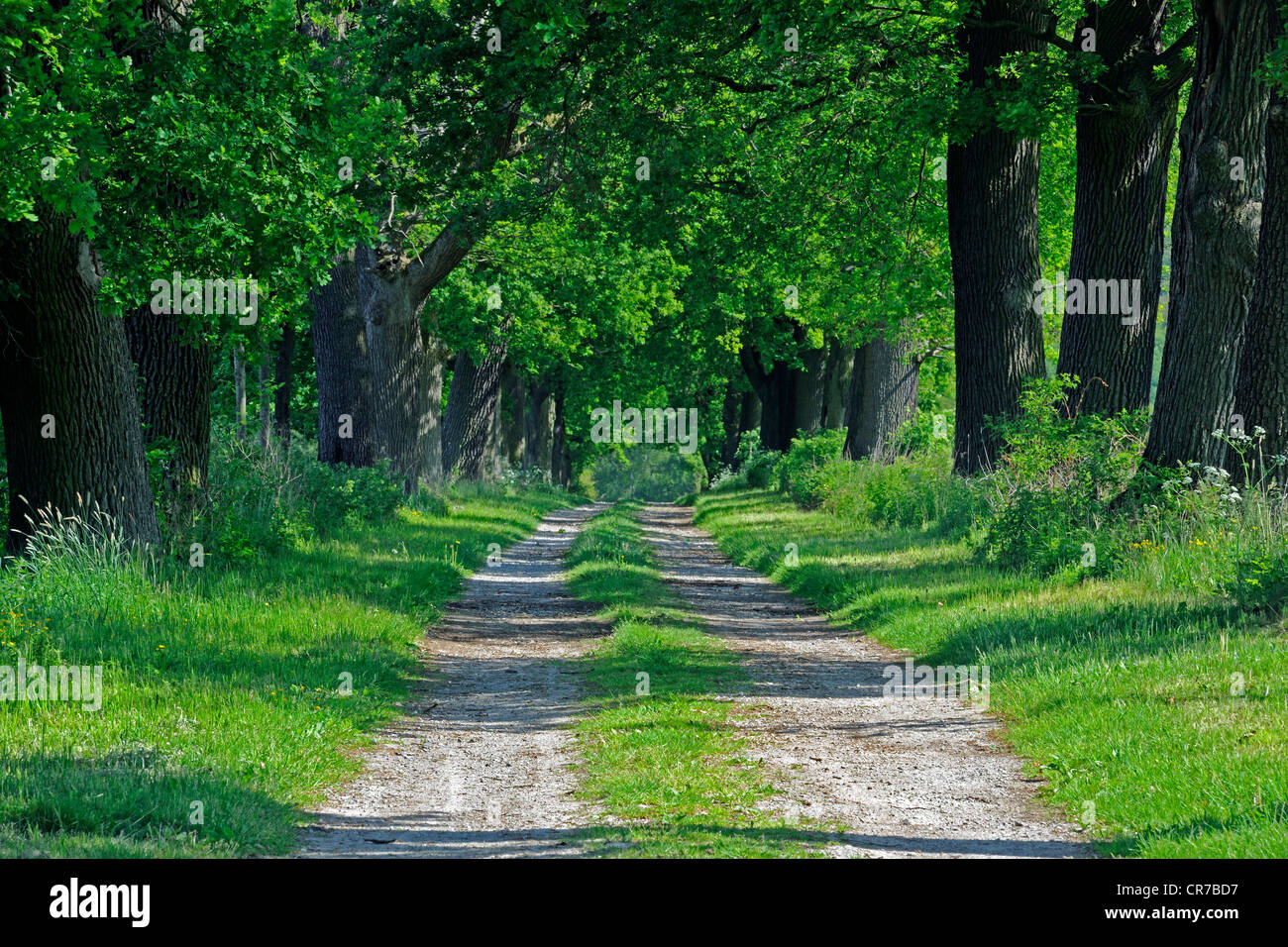Idyllic avenue of old Oaks (Quercus), Hesse, Germany, Europe Stock Photo