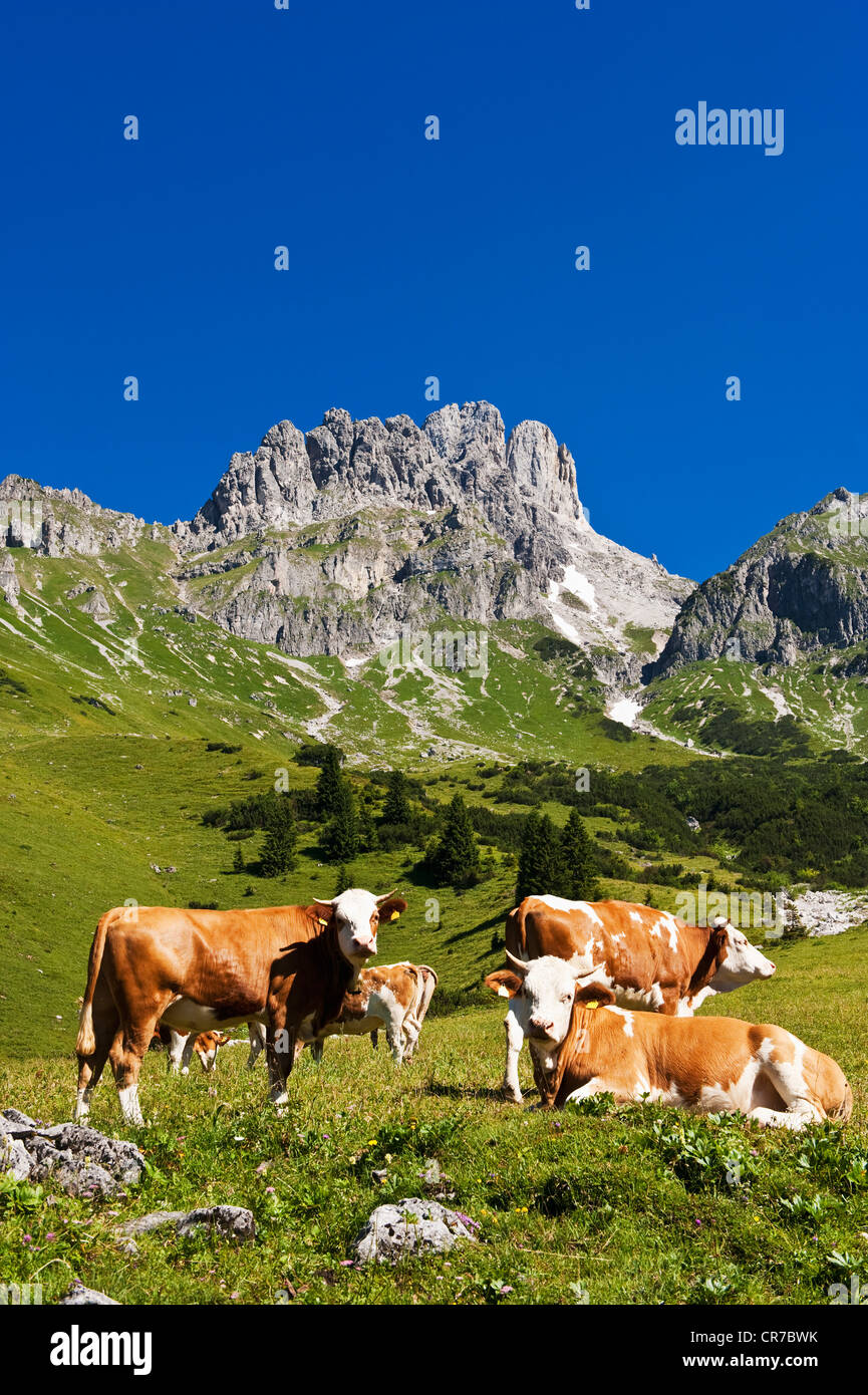 Sitting Cows High Resolution Stock Photography and Images - Alamy