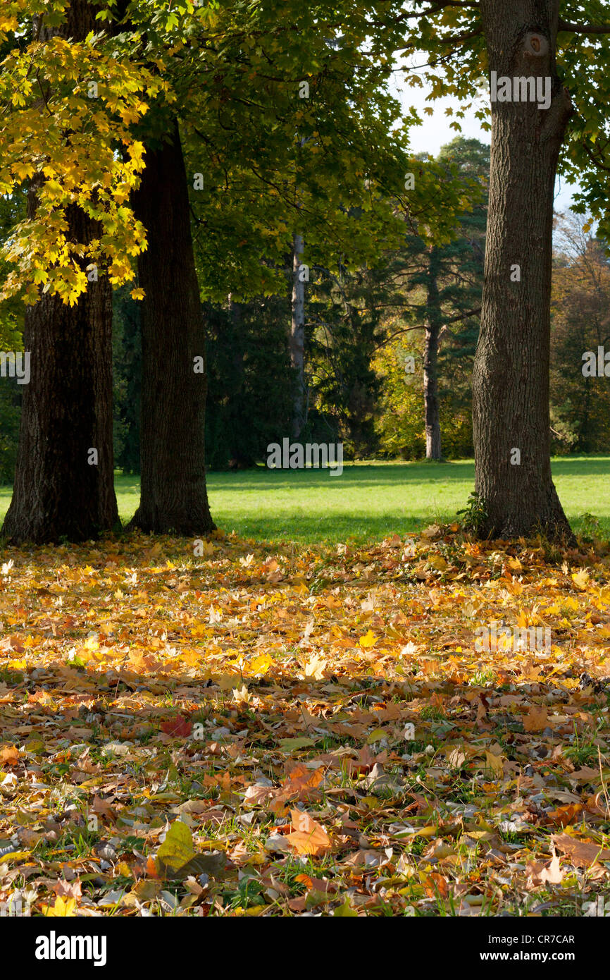 Golden Autumn in the Park. Many yellow maple leaves on the ground Stock ...