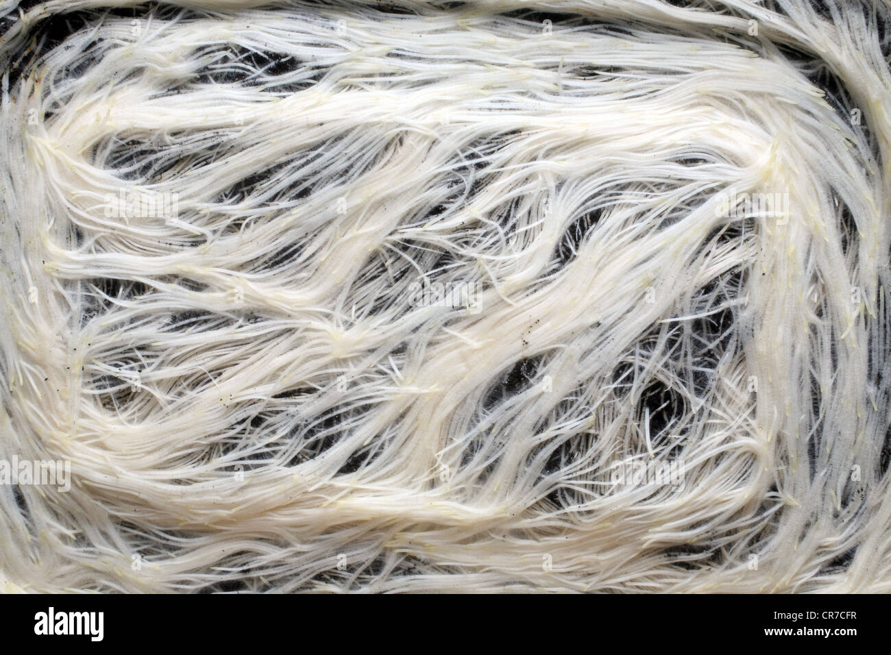White roots close up background Stock Photo - Alamy