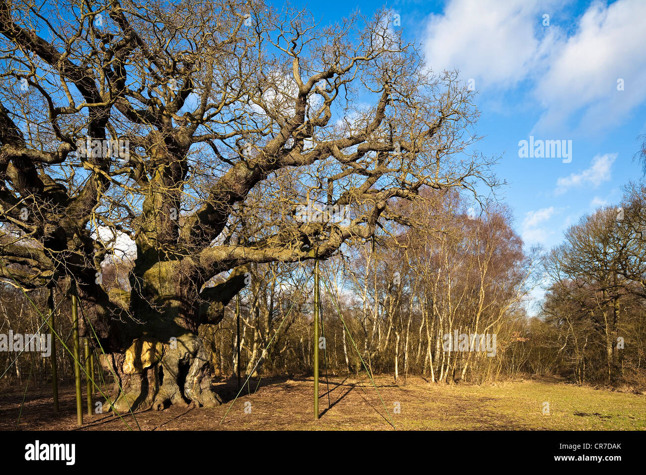 United Kingdom, East Midlands, Nottinghamshire, Edwinstowe, Sherwood