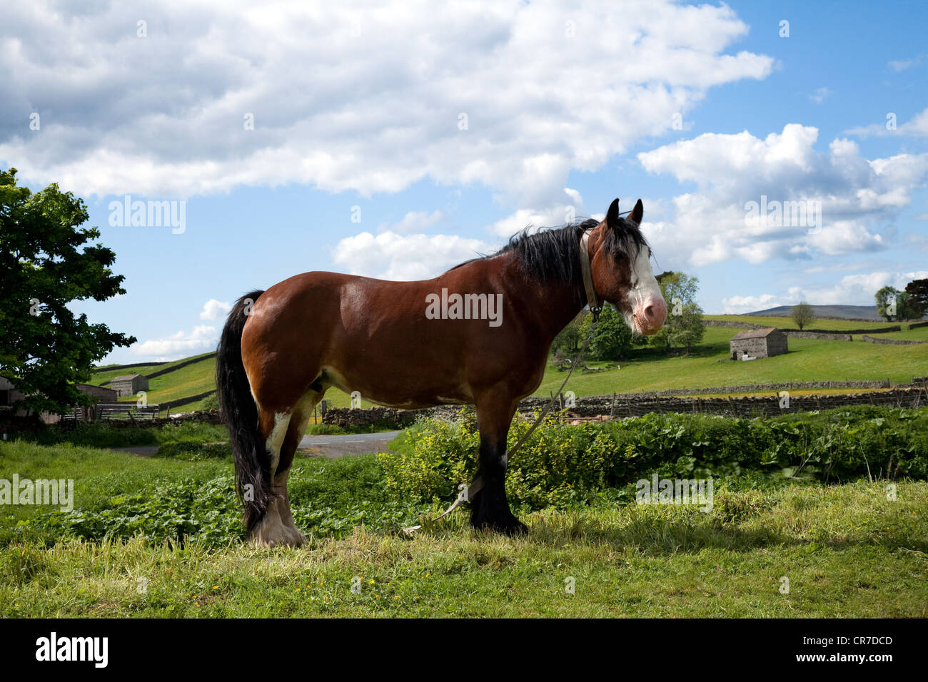 Tethered Chestnut Cob Horse belonging to the Travelling Community, in Apperset in the North Yorkshire Dales, Richmondshire, UK Stock Photo