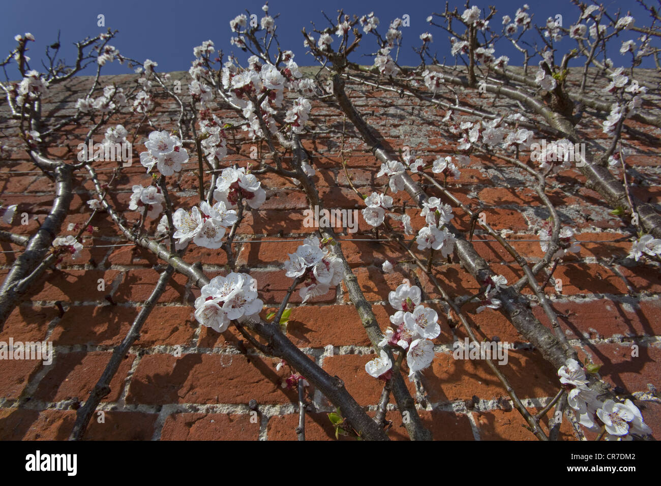 Apricot tree in blossom Moorpark variety in walled garden Stock Photo