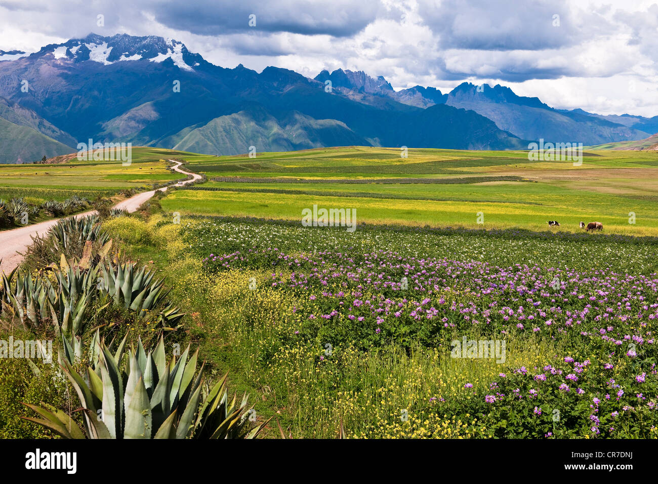 Sacred flower of the incas hi-res stock photography and images - Alamy