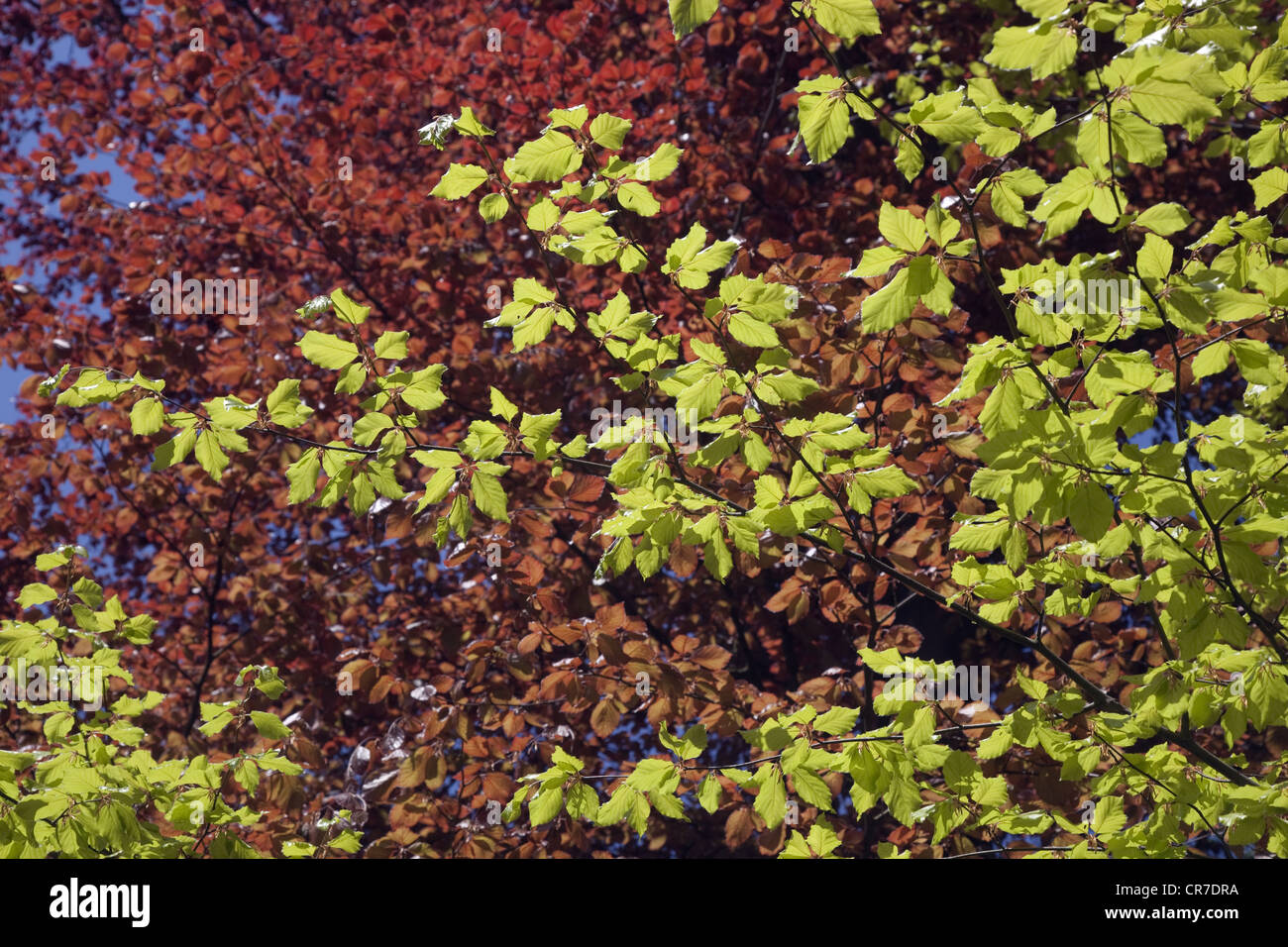 Moss on copper beech hi-res stock photography and images - Alamy
