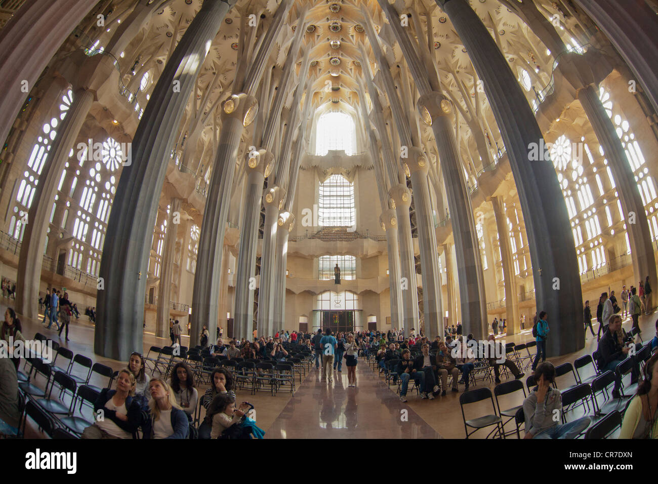 Tree-shaped pillars and ceiling, interior of Sagrada Familia, Basílica i Temple Expiatori de la Sagrada Família, Basilica and Stock Photo