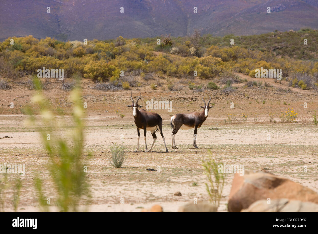 2 Bontebok in dried up lake or riverbed in South Africa Stock Photo