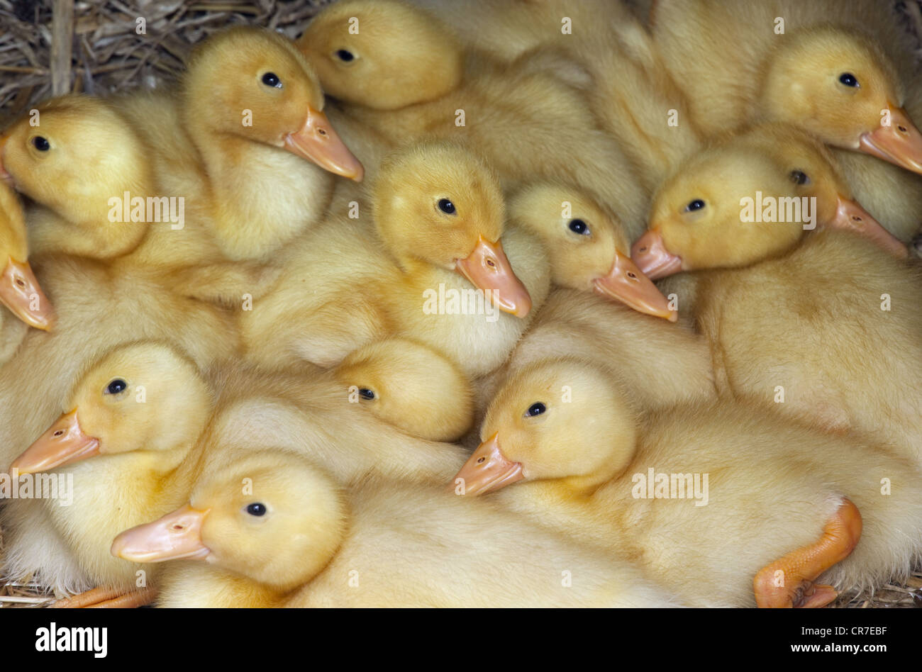 A large brood of  ducklings at one week old Stock Photo