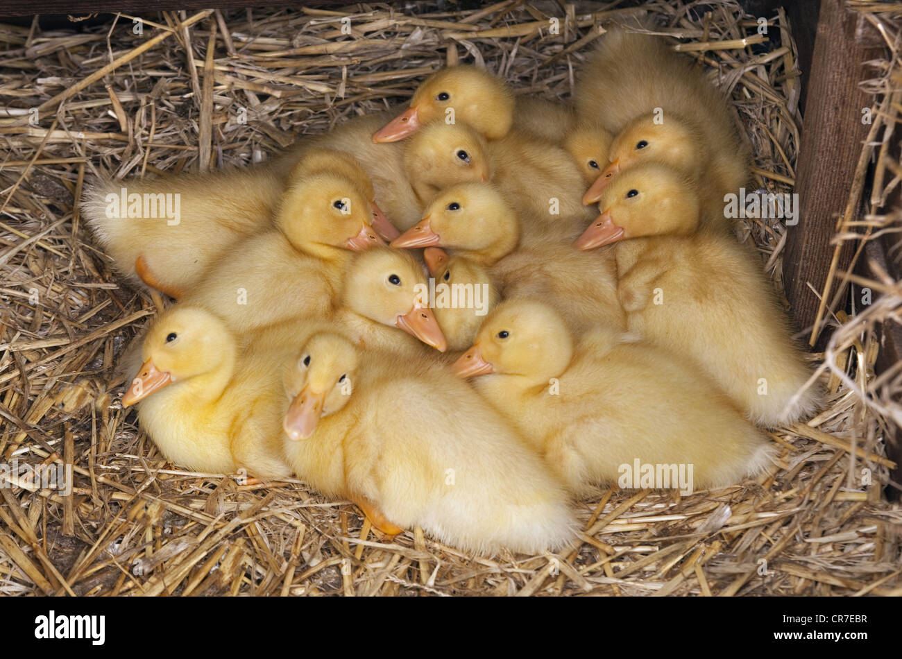 A large brood of  ducklings at one week old Stock Photo