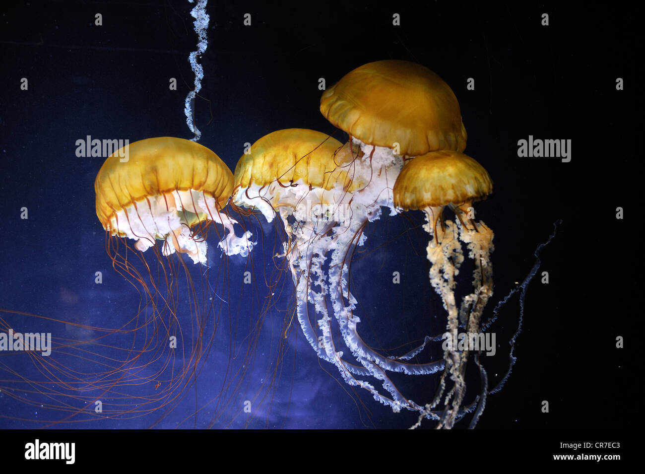Pacific Sea Nettles (Chrysaora fuscescens), San Francisco, California, USA Stock Photo