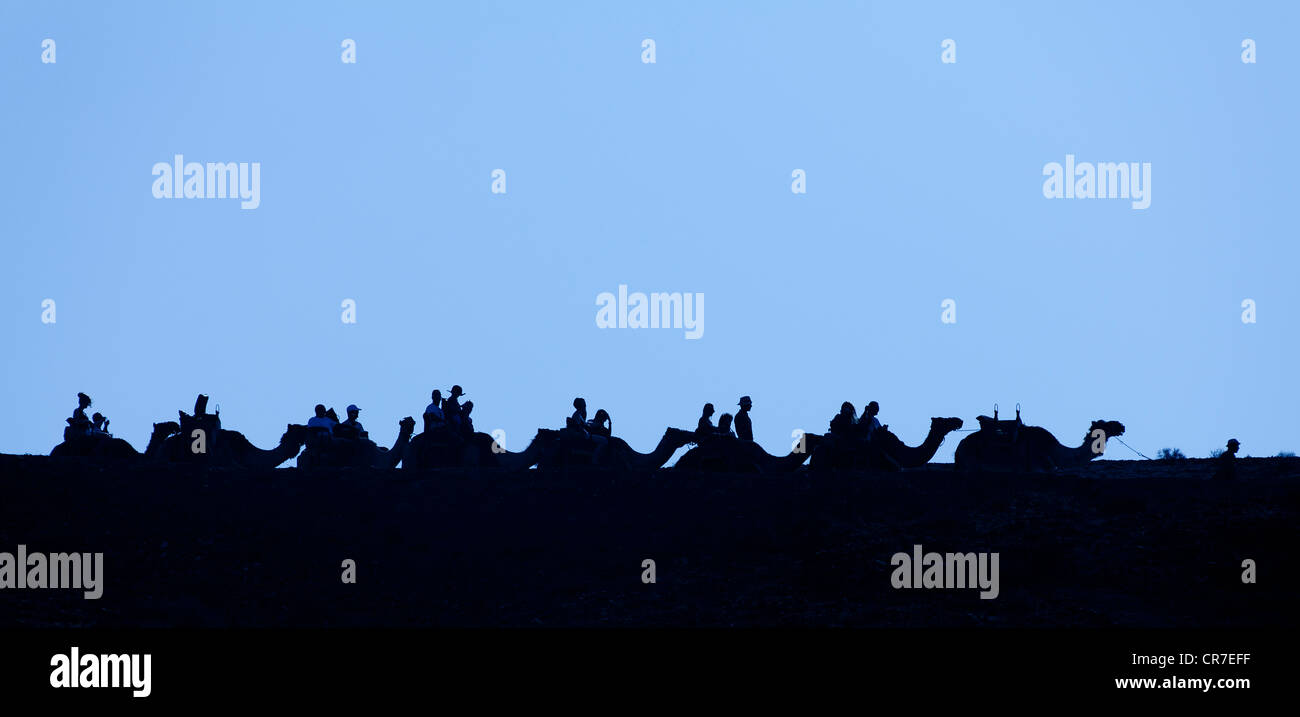 Camels, caravan, Oasis Park, Fuerteventura, Canary Islands, Spain, Europe Stock Photo