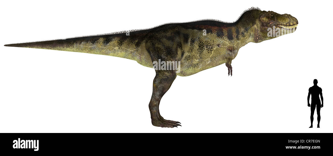 Illustration Of A Comparison Of The Size Of An Adult Tyrannosaurus With 