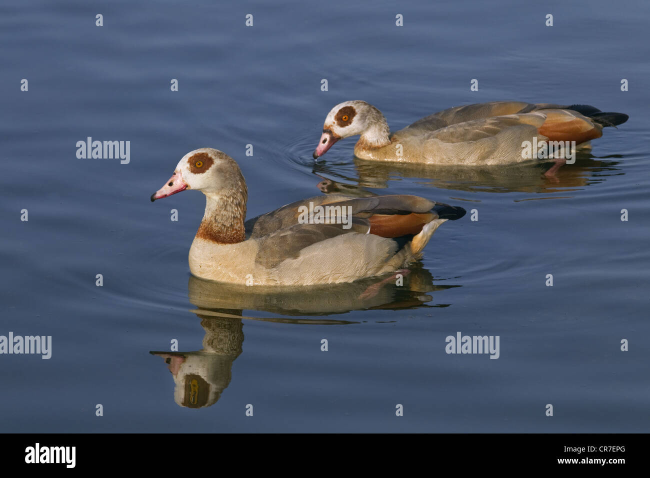 adult Egyptian Geese Alopochen aegyptiacus Stock Photo