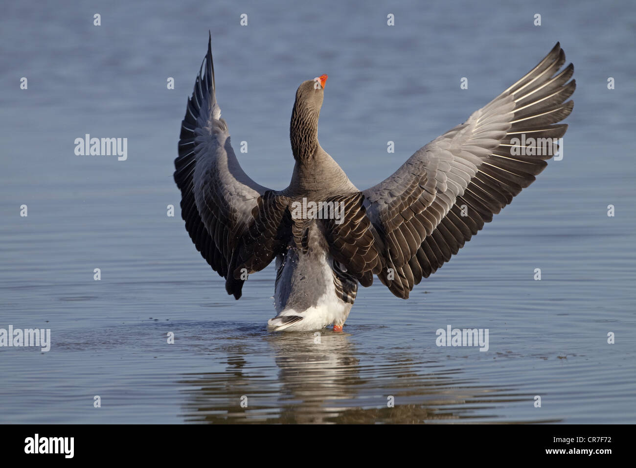 Greylag Goose Anser anser stretching Stock Photo
