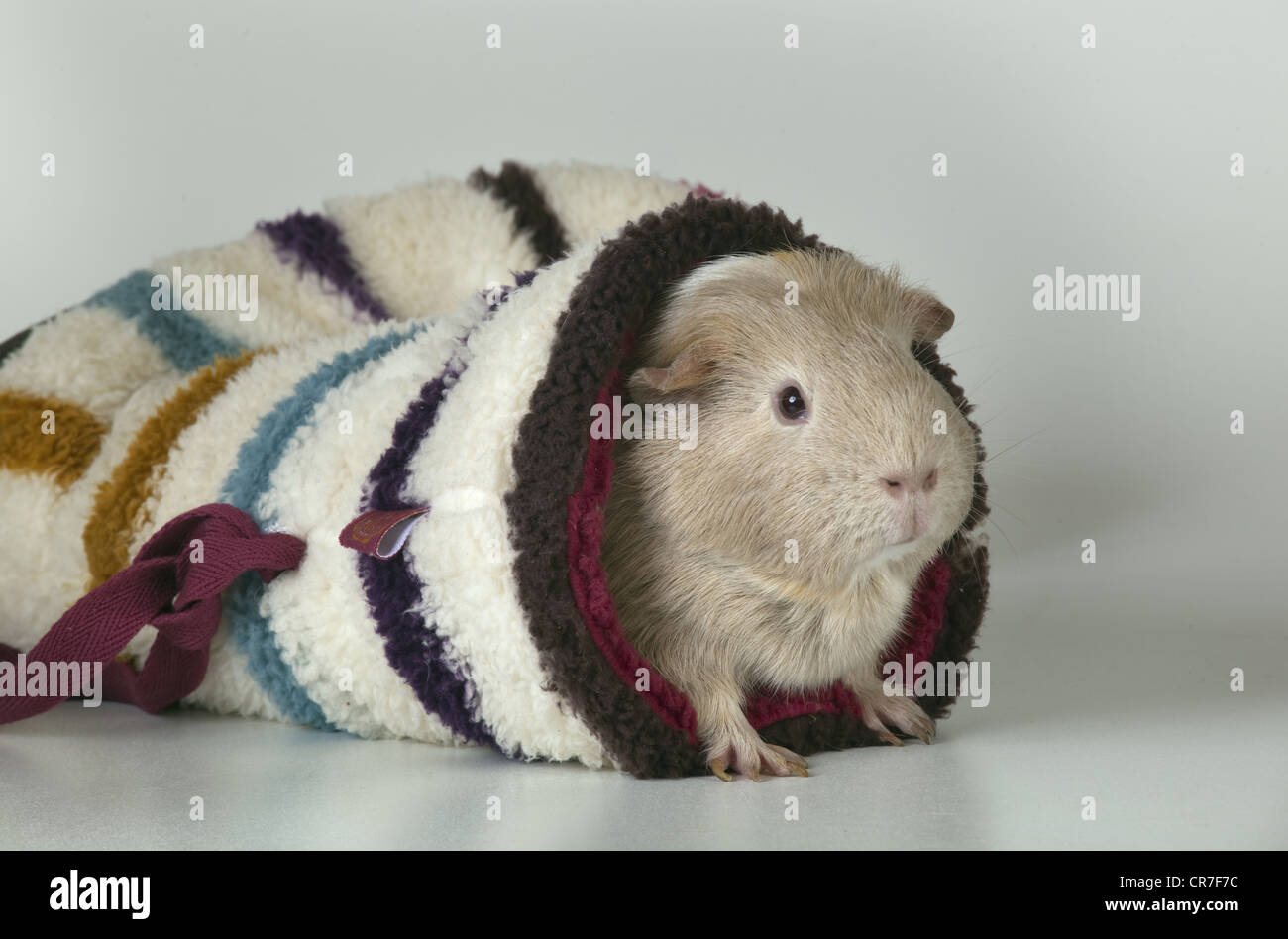 A single Pet Guinea Pig in wool sock Stock Photo Alamy