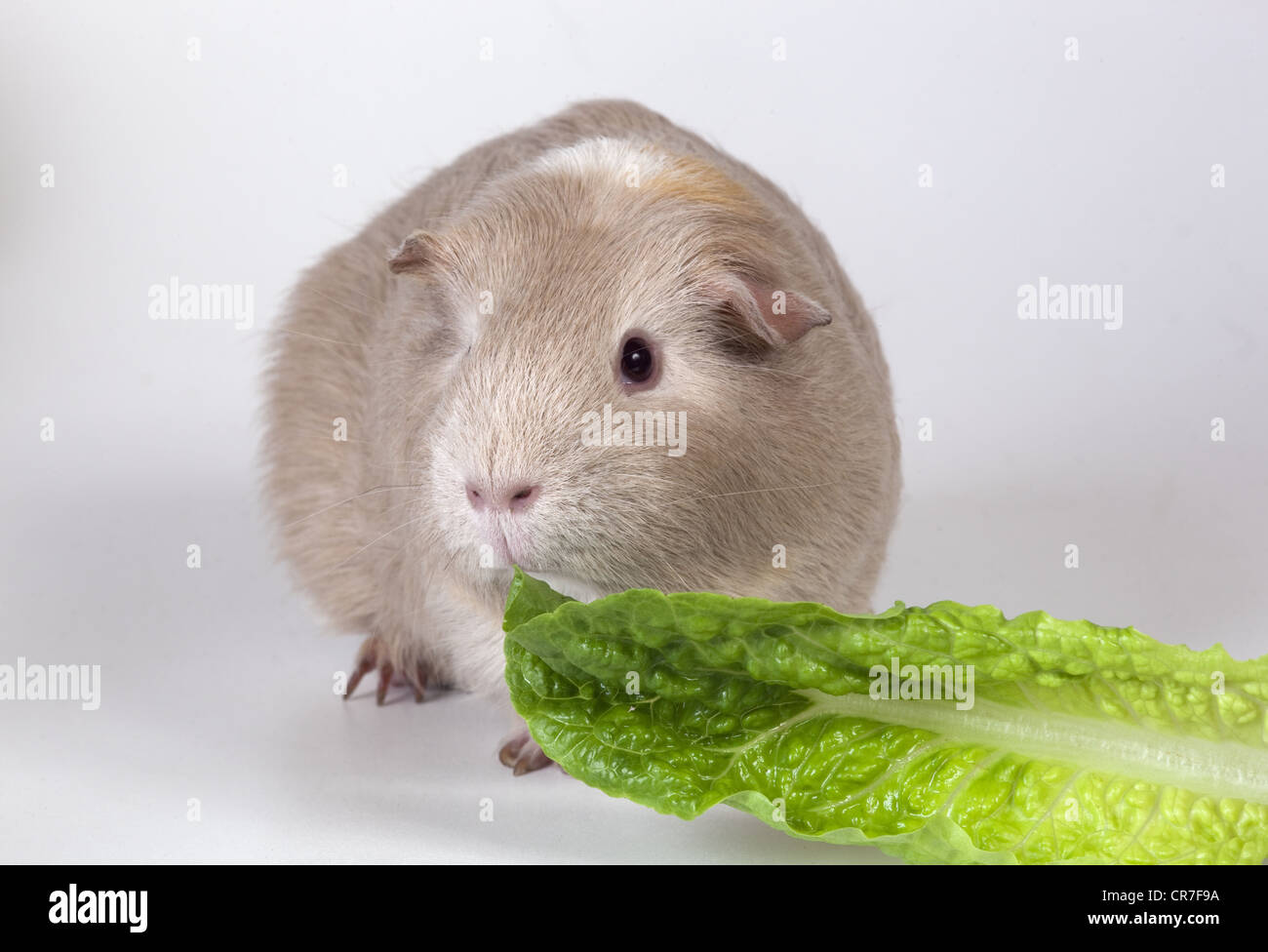 A single Pet Guinea Pig eating lettuce on plain background Stock Photo