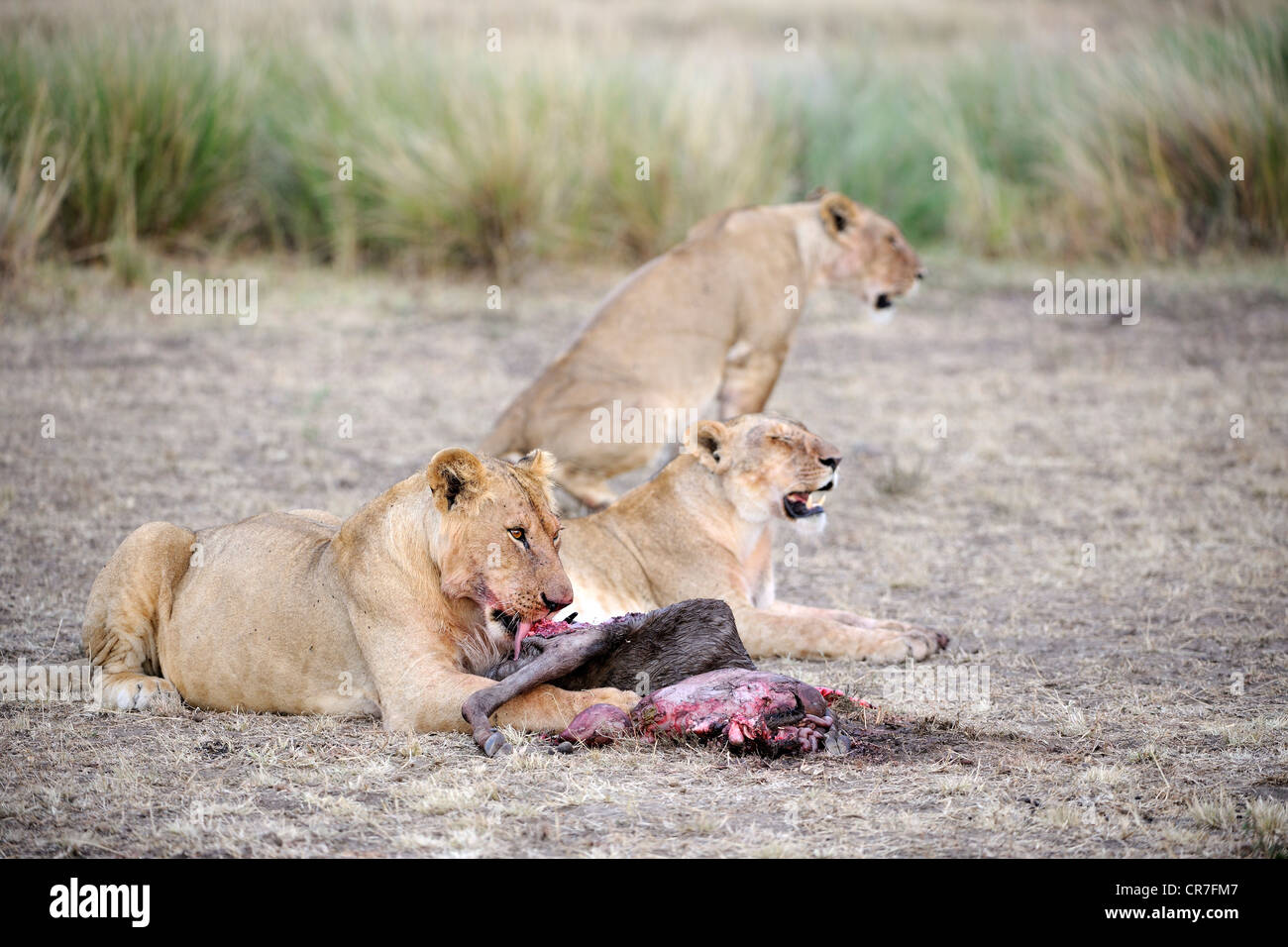 lions eating prey pic lions eating prey pic