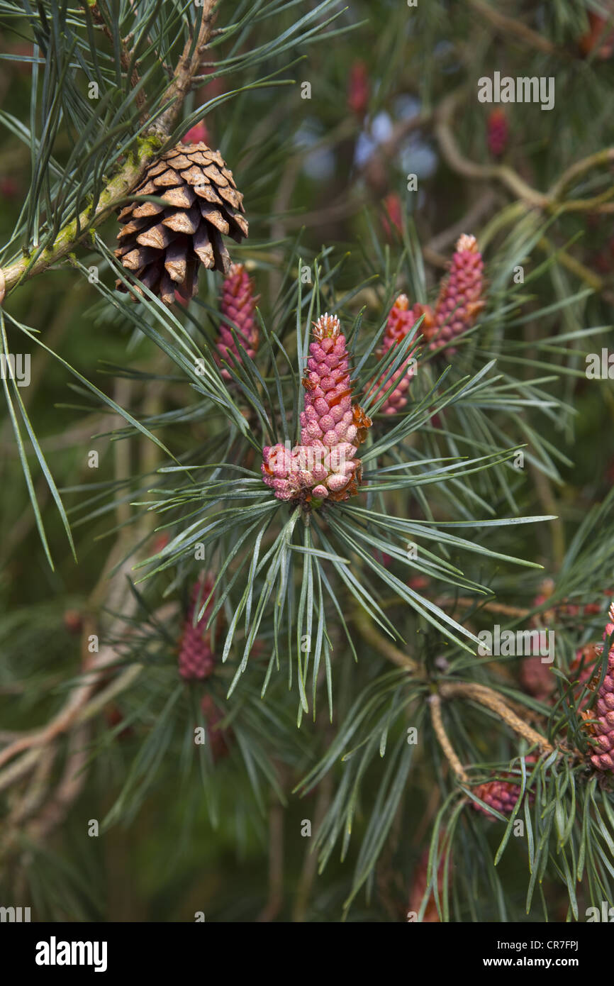 Scots Pines Pinus sylvestris flowers and cones Breckland Norfolk Stock Photo