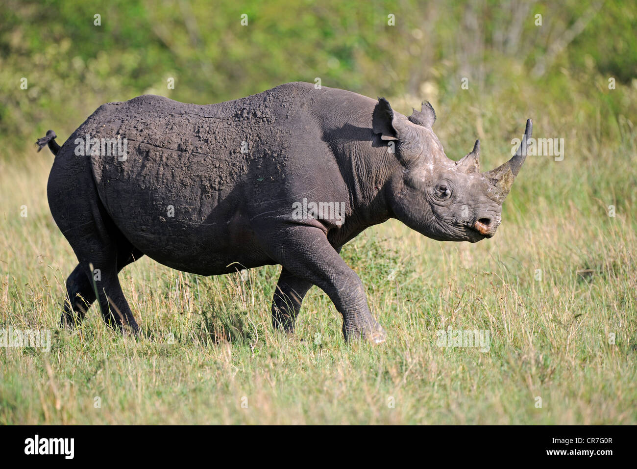 Black Rhinoceros Hook lipped Rhinoceros Diceros Bicornis Maasai black-rhinoceros-hook-lipped-rhinoceros-diceros-bicornis-maasai