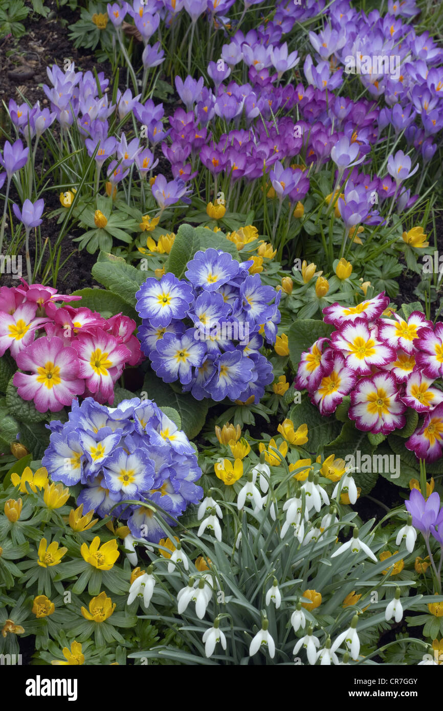 Spring Crocus Aconites Polyanthus and snowdrops in Garden Setting Norfolk March Stock Photo