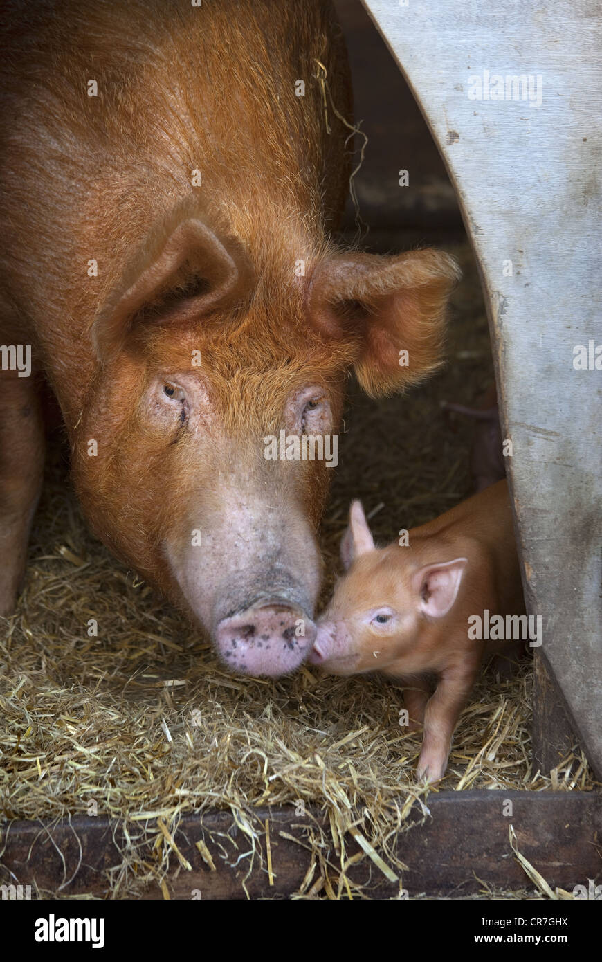 Sow breeding hi res stock photography and images Alamy