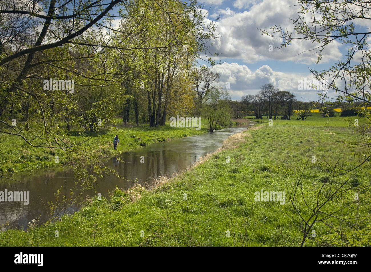 Trout fishing in the River Bure nr Aylsham Norfolk May Stock Photo - Alamy